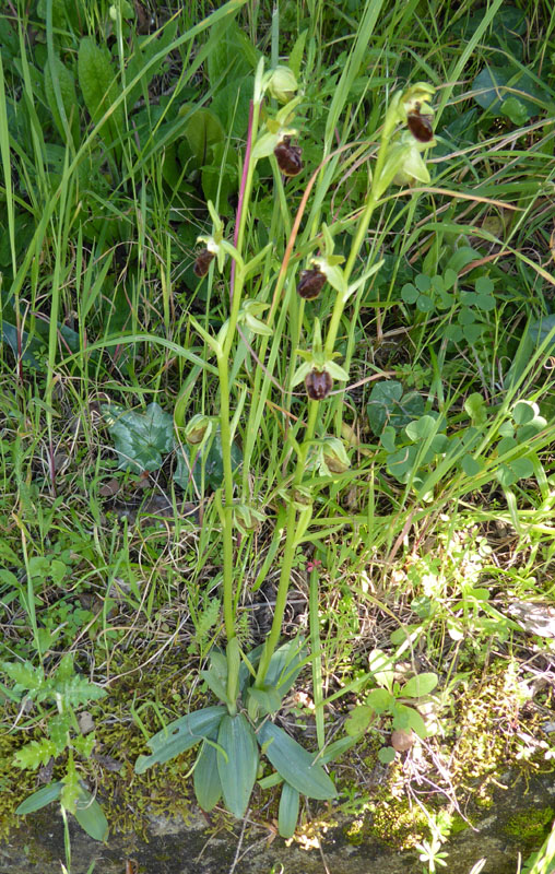 Ophrys sphegodes subsp.classica